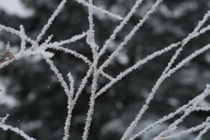 Frost Winter Frozen Snow Nature  - DornCady / Pixabay