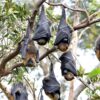 Fruit Bats Bats Megabats Chiroptera  - BTS-BotrosTravelSolutions / Pixabay