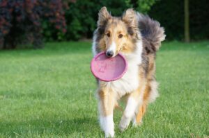 Fun With Your Dog Sheep Dog Scottish  - mariuszopole / Pixabay