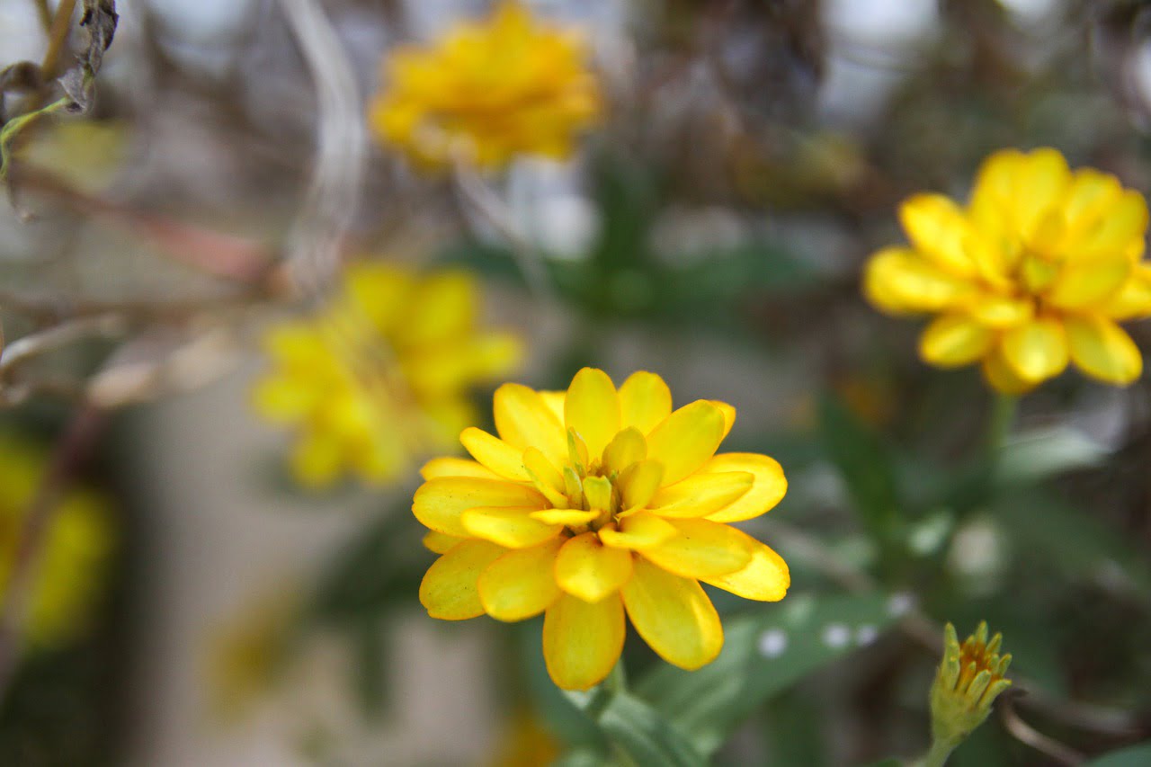 Garden Green Summer Flower Vietnam - tayphuong388 / Pixabay