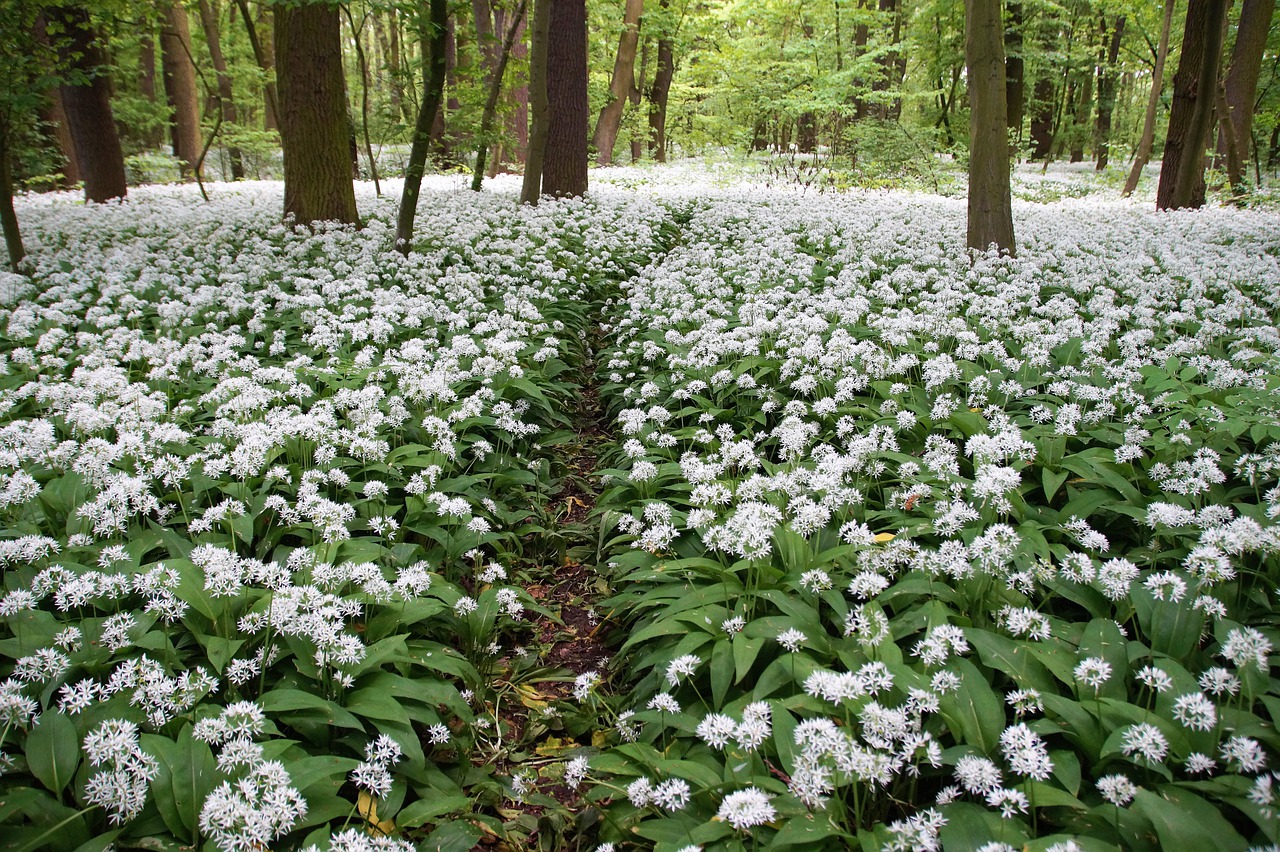 Garlic Bearish Herb Plant Nature  - ivabalk / Pixabay