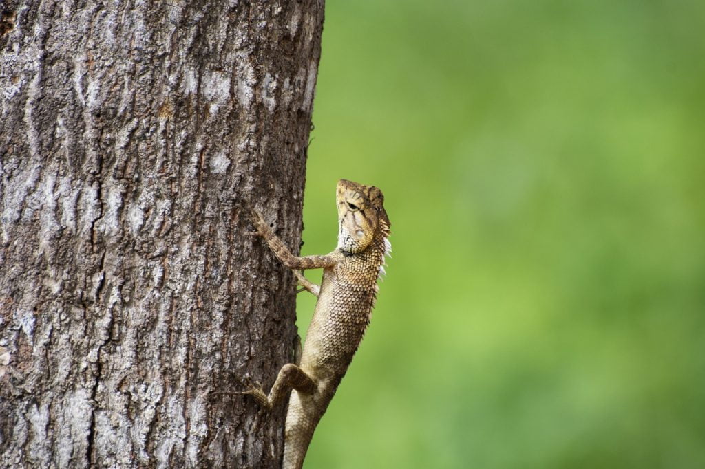 Gecko Lizard Tropical Tree  - hubertngo / Pixabay