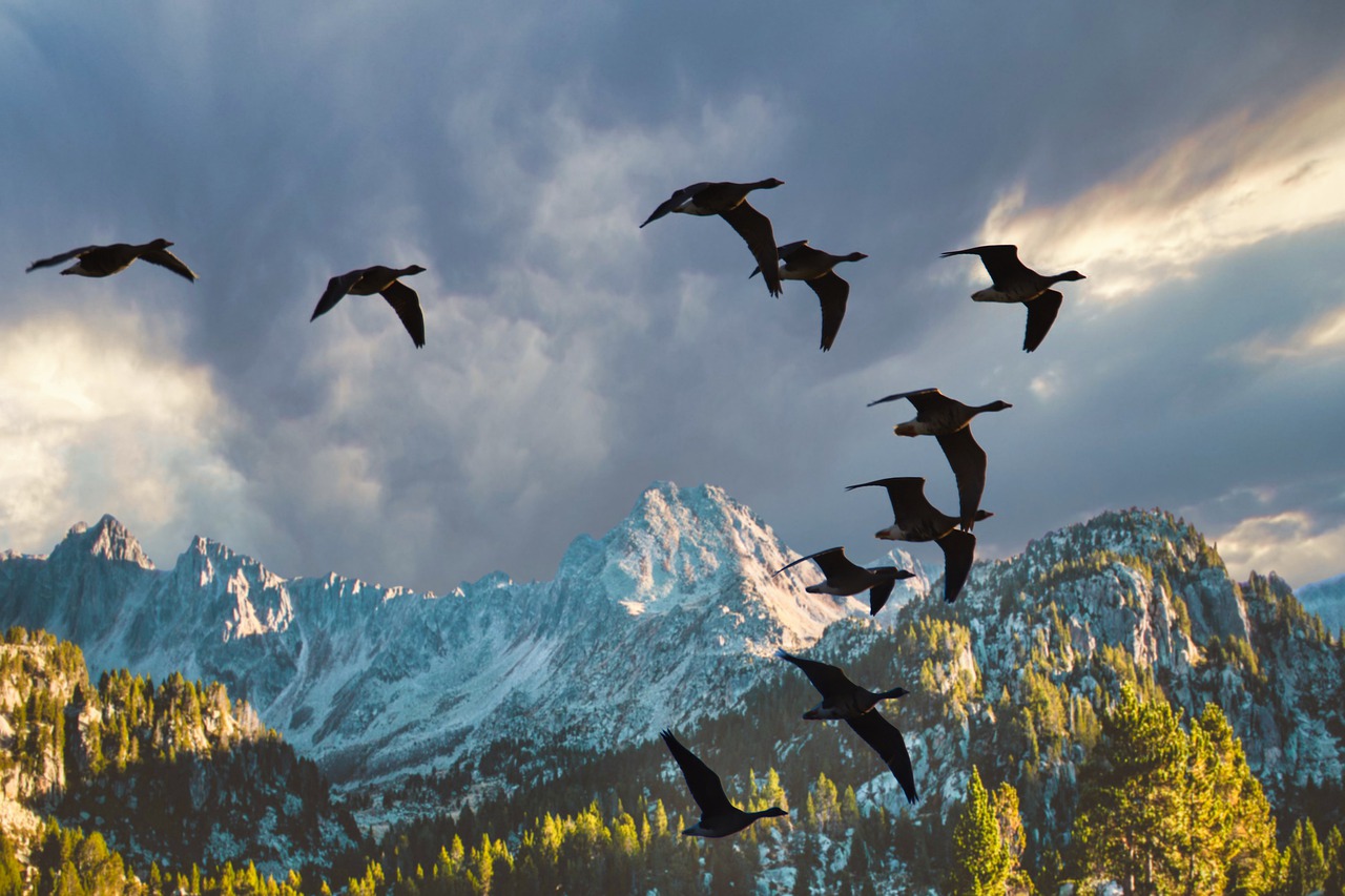 Geese Migratory Birds Mountains  - Lolame / Pixabay