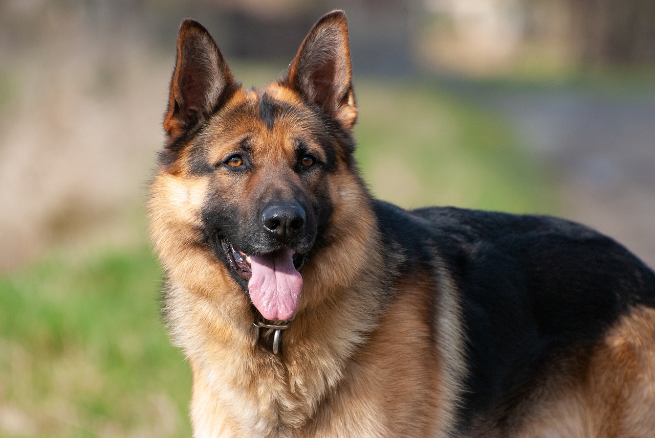 German Shepherd Dog German Shepherd  - dendoktoor / Pixabay