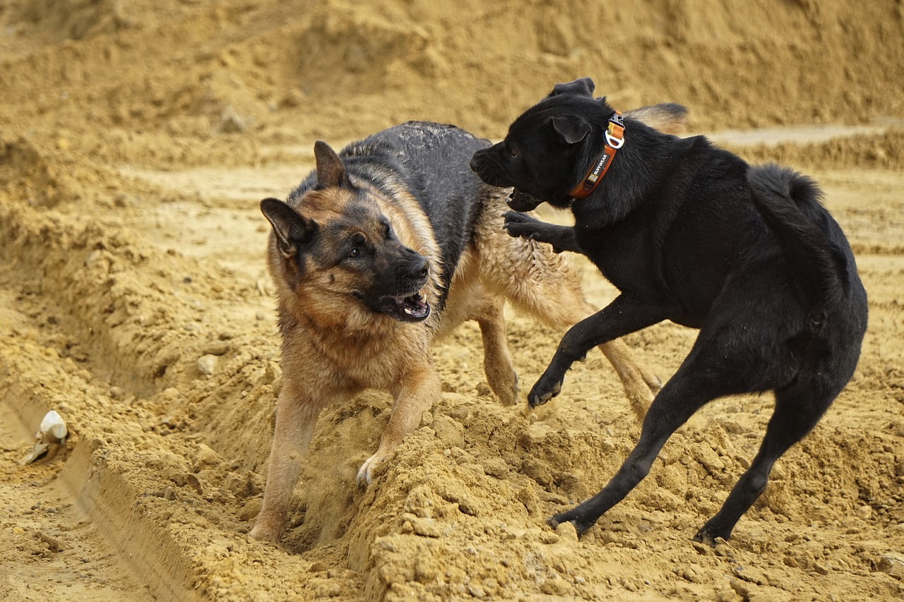 German Shepherd Dogs Playing - LeeleeUusikuu / Pixabay