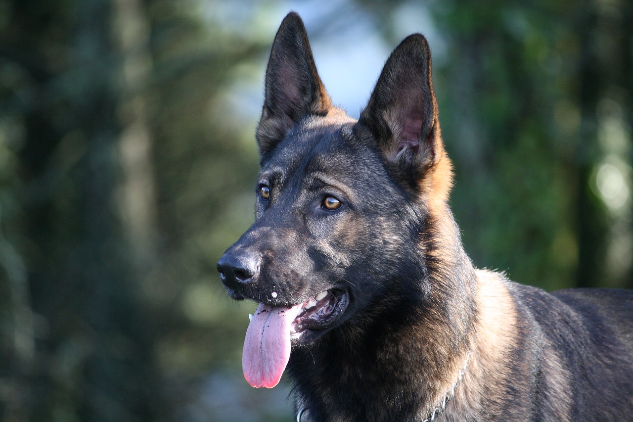 German Shepherd Gsd  - jaldazabal / Pixabay