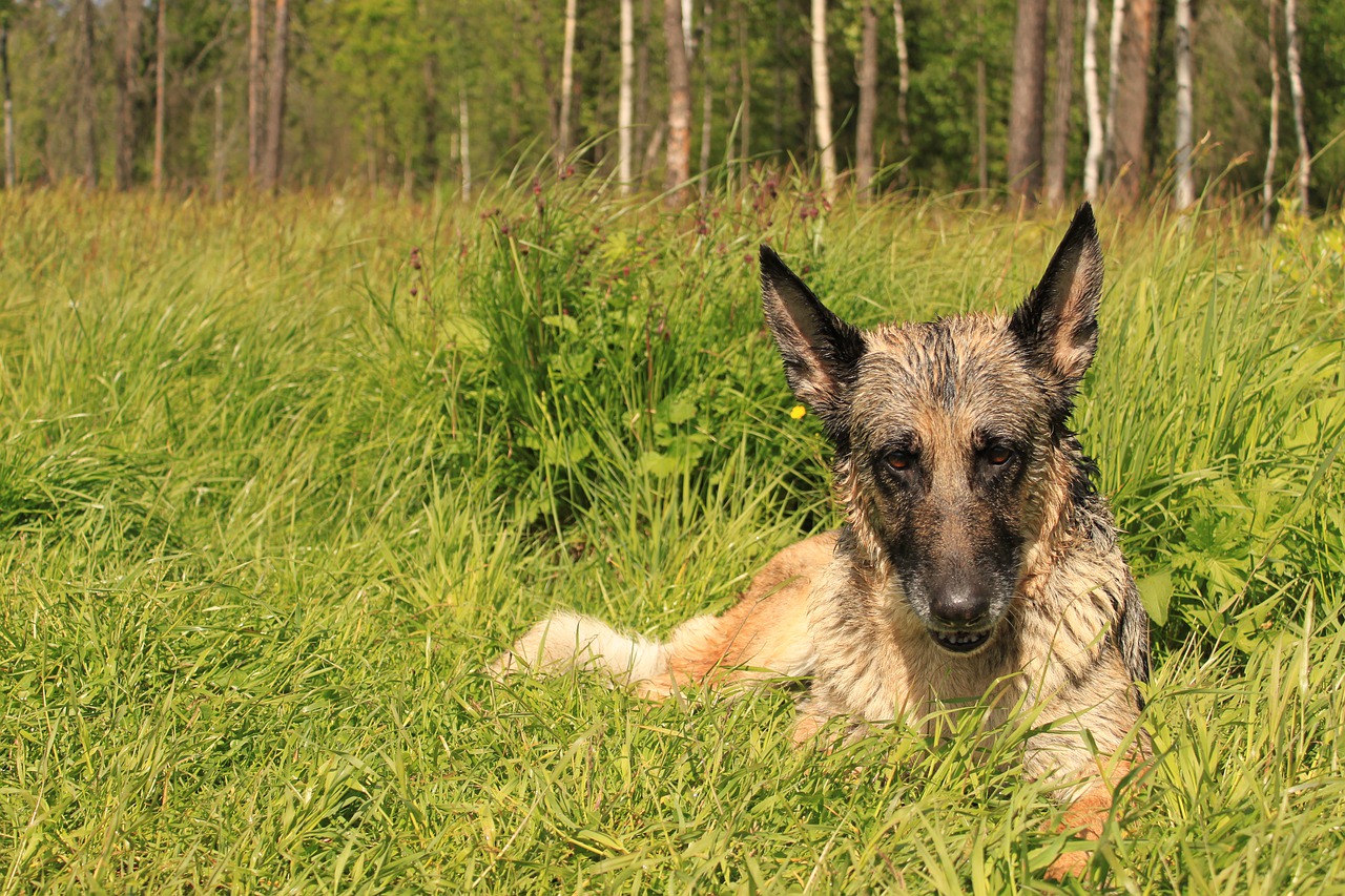 German Shepherd Shepherd Dog Mind  - LuidmilaKot / Pixabay