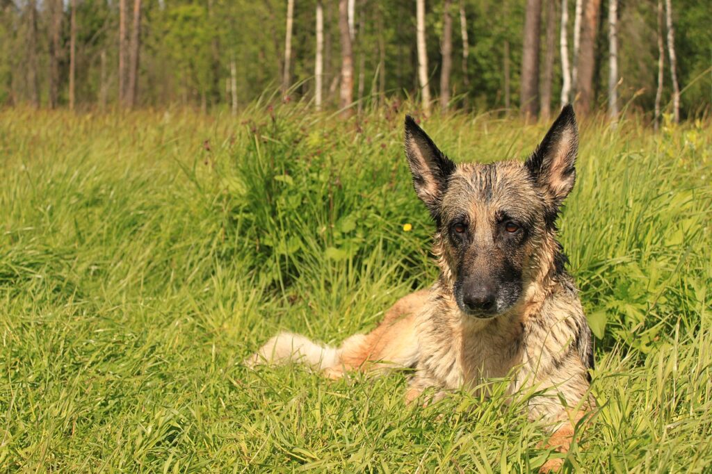 German Shepherd Shepherd Dog Mind  - LuidmilaKot / Pixabay