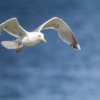 Germany Seagull Flying Bird Bird  - juergenbalbach65 / Pixabay