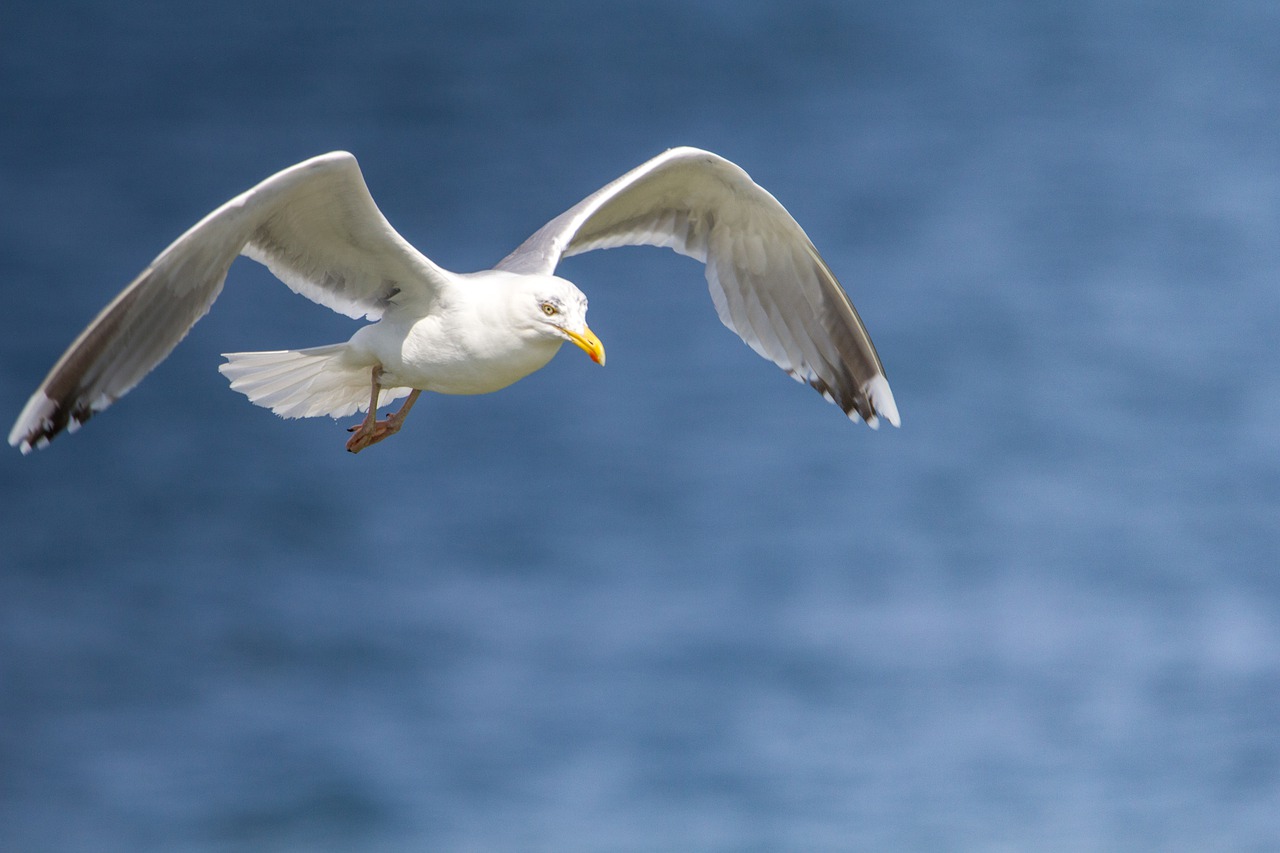 Germany Seagull Flying Bird Bird  - juergenbalbach65 / Pixabay