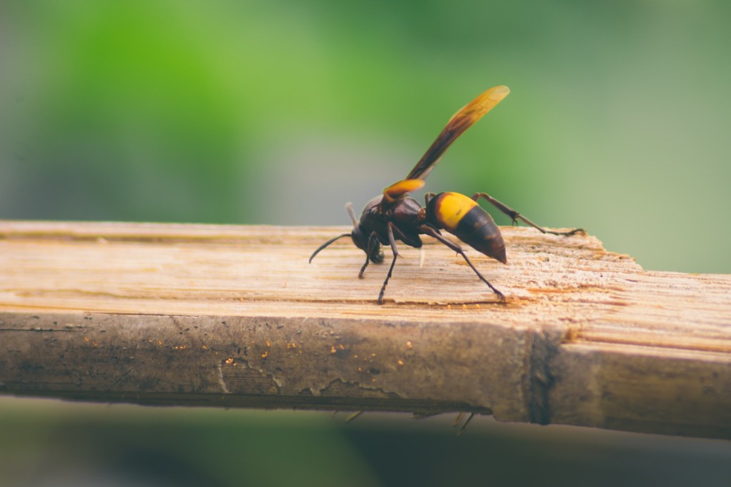 Giant Hornet Insect Winged Insect  - Canis24 / Pixabay