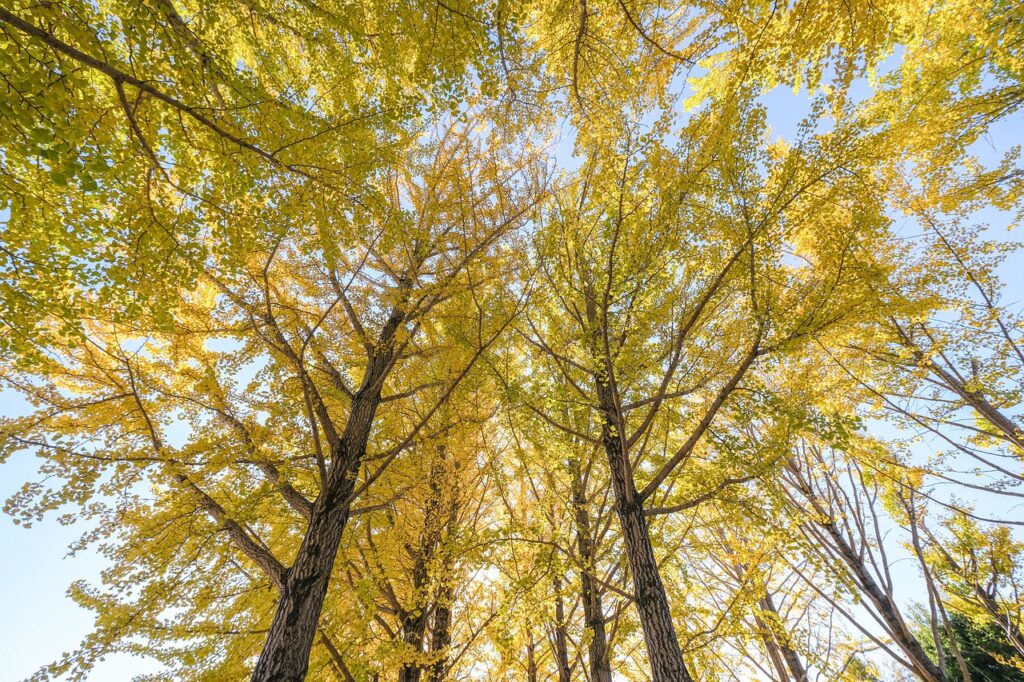 Ginkgo Trees Autumn Canopy  - morn_japan / Pixabay