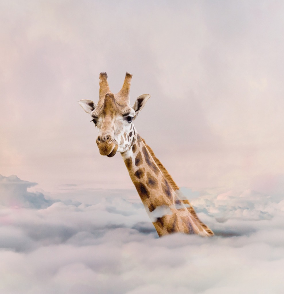 Giraffe Clouds Fantasy  - BiancaVanDijk / Pixabay