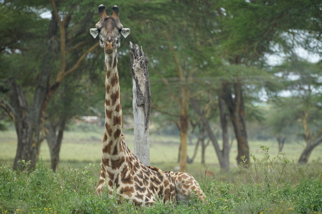 Giraffe Sitting Wild Kenya Africa  - peterjohnball0 / Pixabay