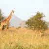 Giraffe Tsavo National Park Kenya  - NgwareMburu / Pixabay