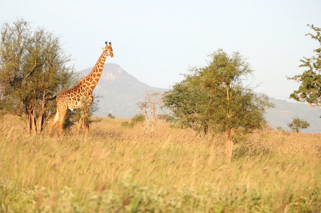 Giraffe Tsavo National Park Kenya  - NgwareMburu / Pixabay