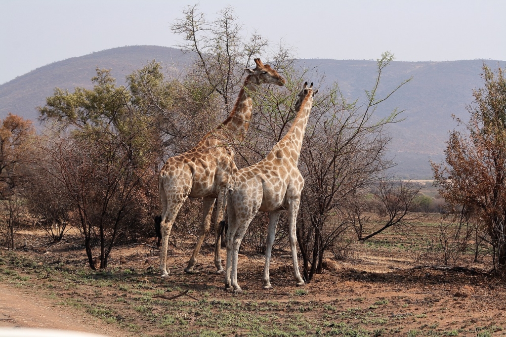 Giraffes Animals Mammal Long Necked  - wicked_wizard / Pixabay