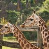 Giraffes Animals Zoo Mammals  - davidosta / Pixabay