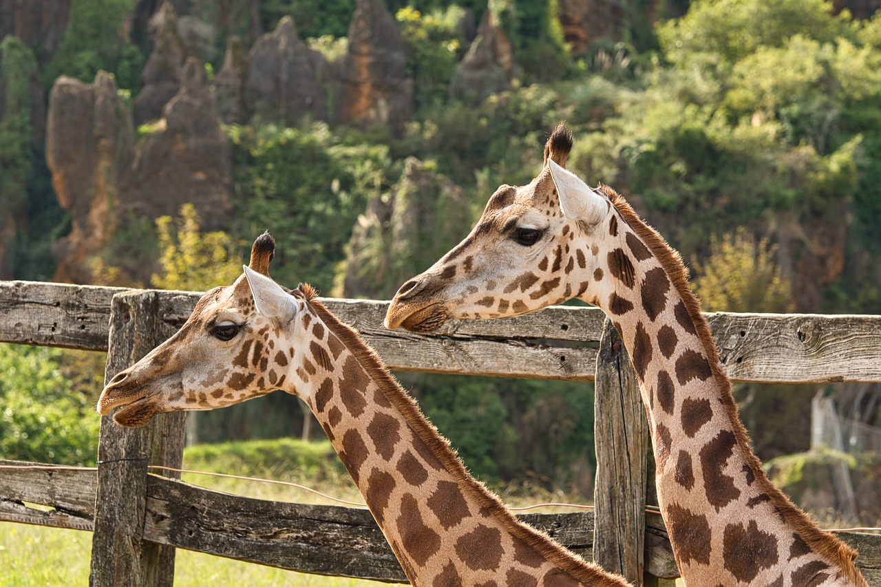 Giraffes Animals Zoo Mammals  - davidosta / Pixabay