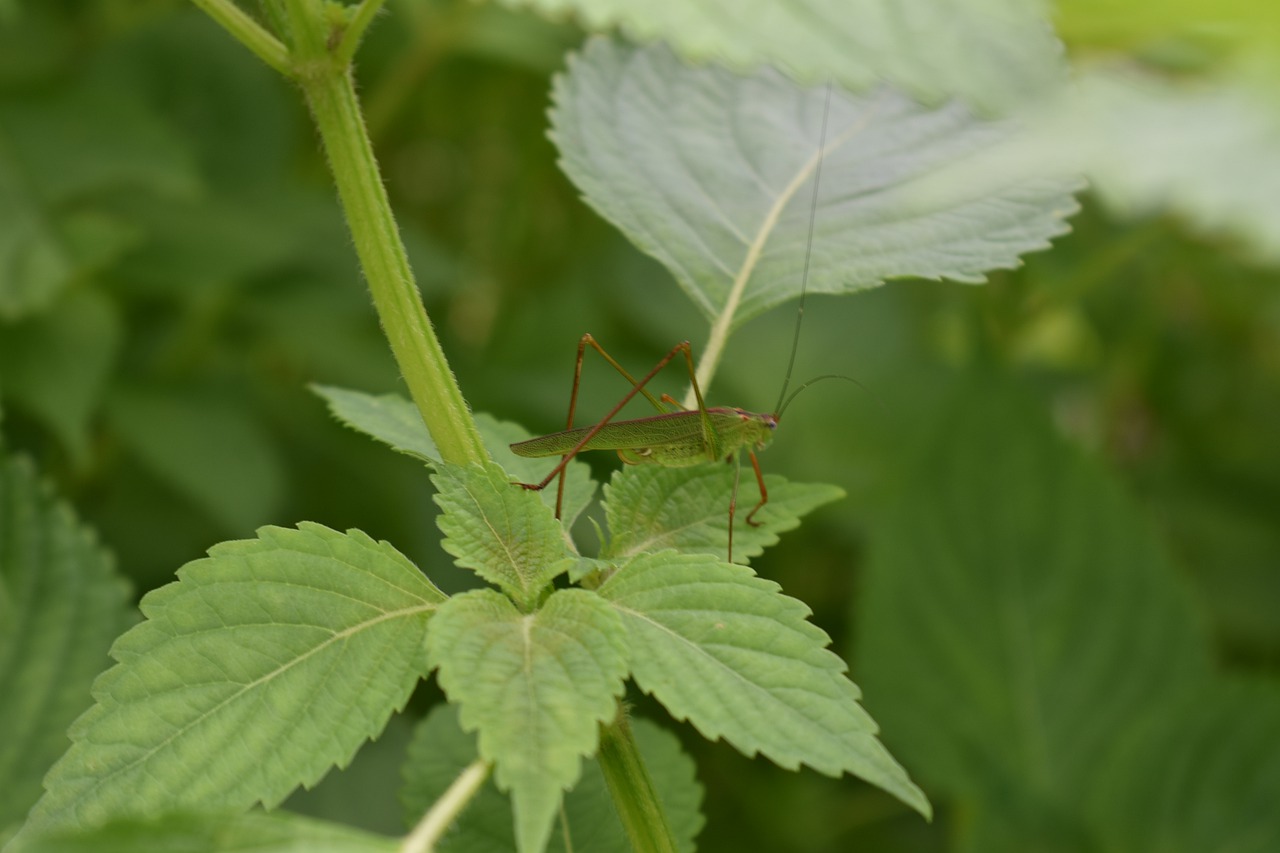 Girl The Insects In The Grass  - kbk8196 / Pixabay