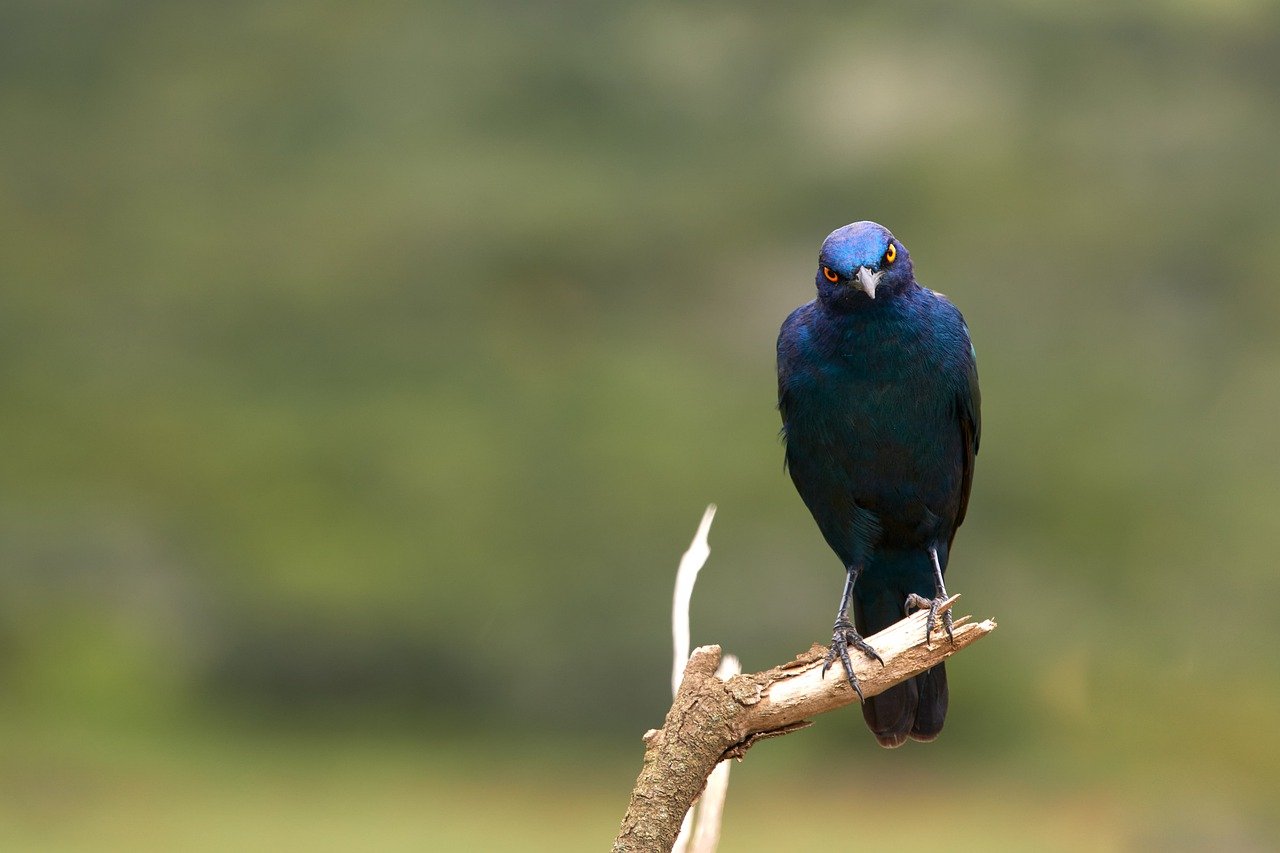 Glossy Starling Bird Perched  - Wolfgang_Hasselmann / Pixabay