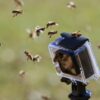 Go Pro Bees Onsects Camera  - sumx / Pixabay