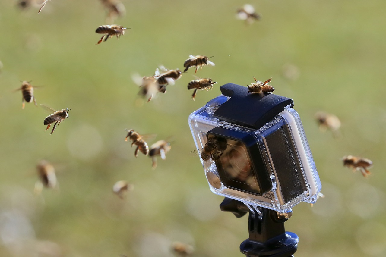 Go Pro Bees Onsects Camera  - sumx / Pixabay