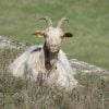 Goat Horns Ruminant Mammal Prairie  - YALEC / Pixabay