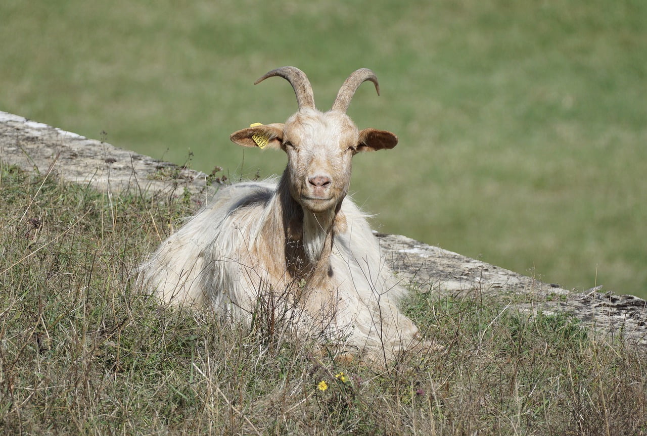 Goat Horns Ruminant Mammal Prairie  - YALEC / Pixabay
