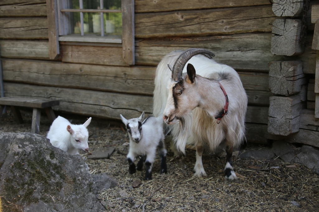 Goat Nanny Goat Kid Newborn Cute  - reijotelaranta / Pixabay