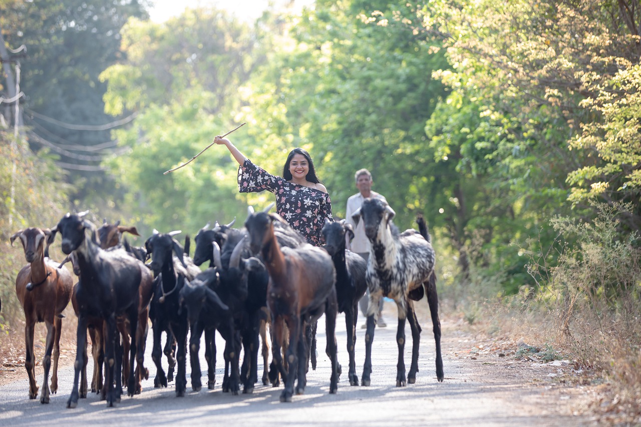 Goats Herd Woman Countryside  - Anilsharma26 / Pixabay
