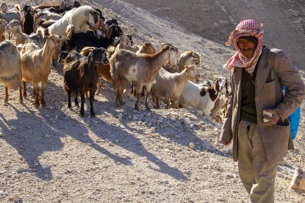 Goats Shepherd Herd Man Herding  - daviddudu / Pixabay