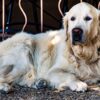 Golden Retriever Dog Canine Pet  - RDLH / Pixabay