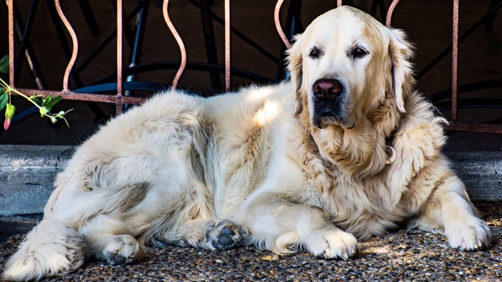 Golden Retriever Dog Canine Pet  - RDLH / Pixabay