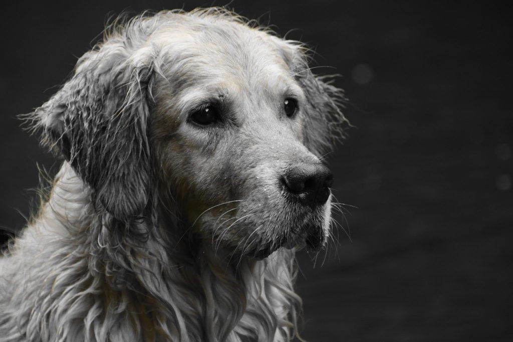 Golden Retriever Goldie Dog Animal  - JensScholz / Pixabay