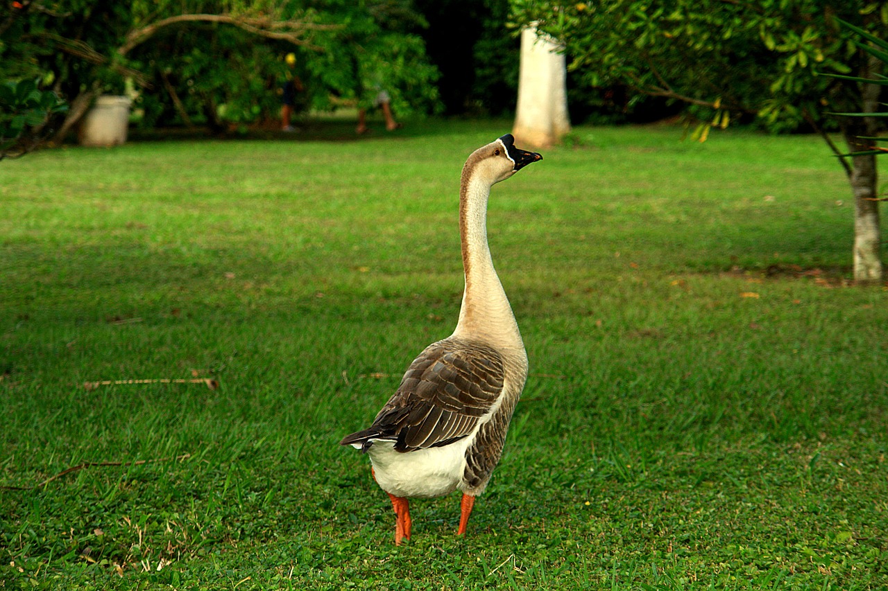 Goose Ave Field Nature Fauna - oscarwcastillo / Pixabay