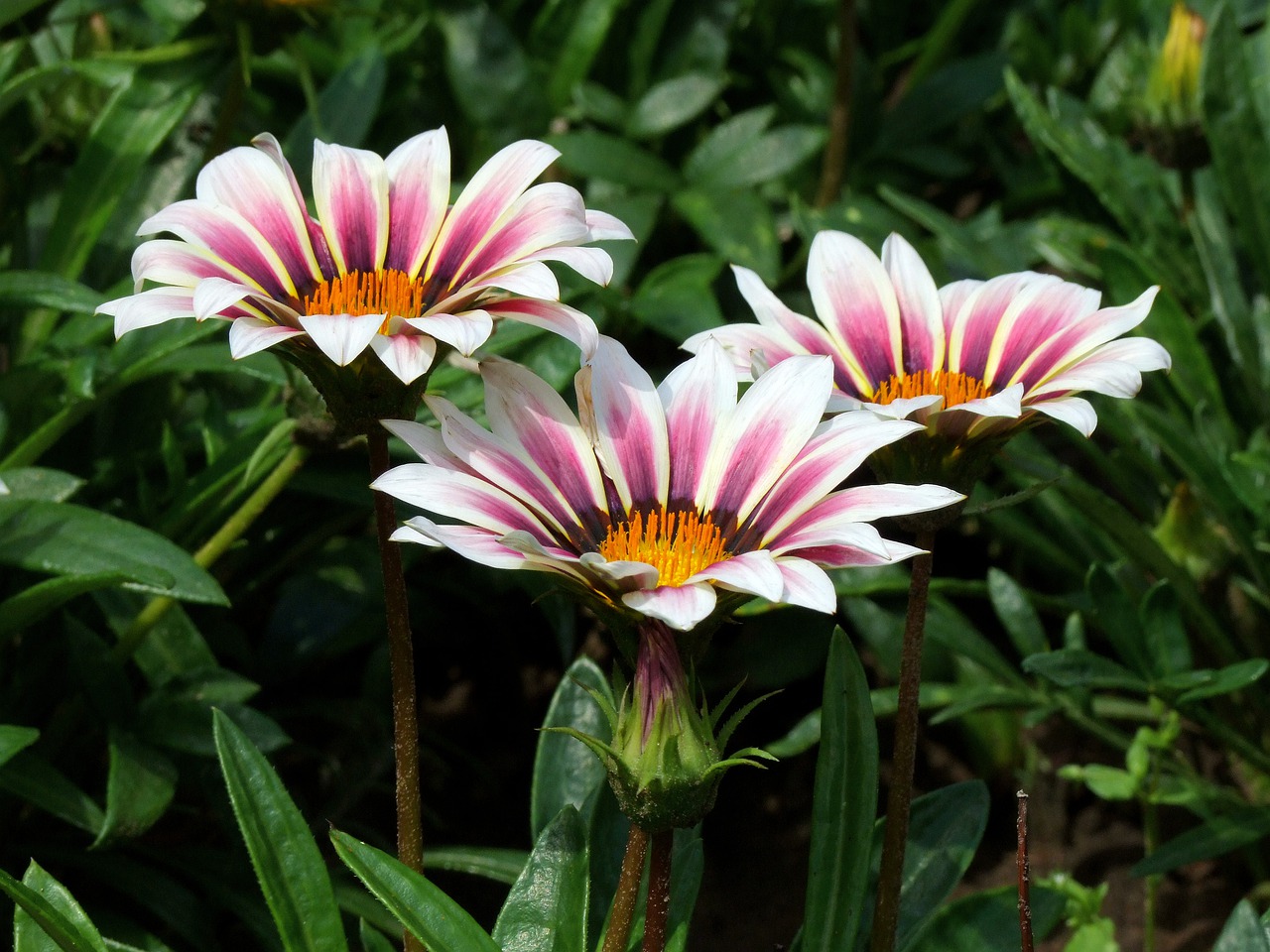 Gorgeous Rain Flower  - Elstef / Pixabay