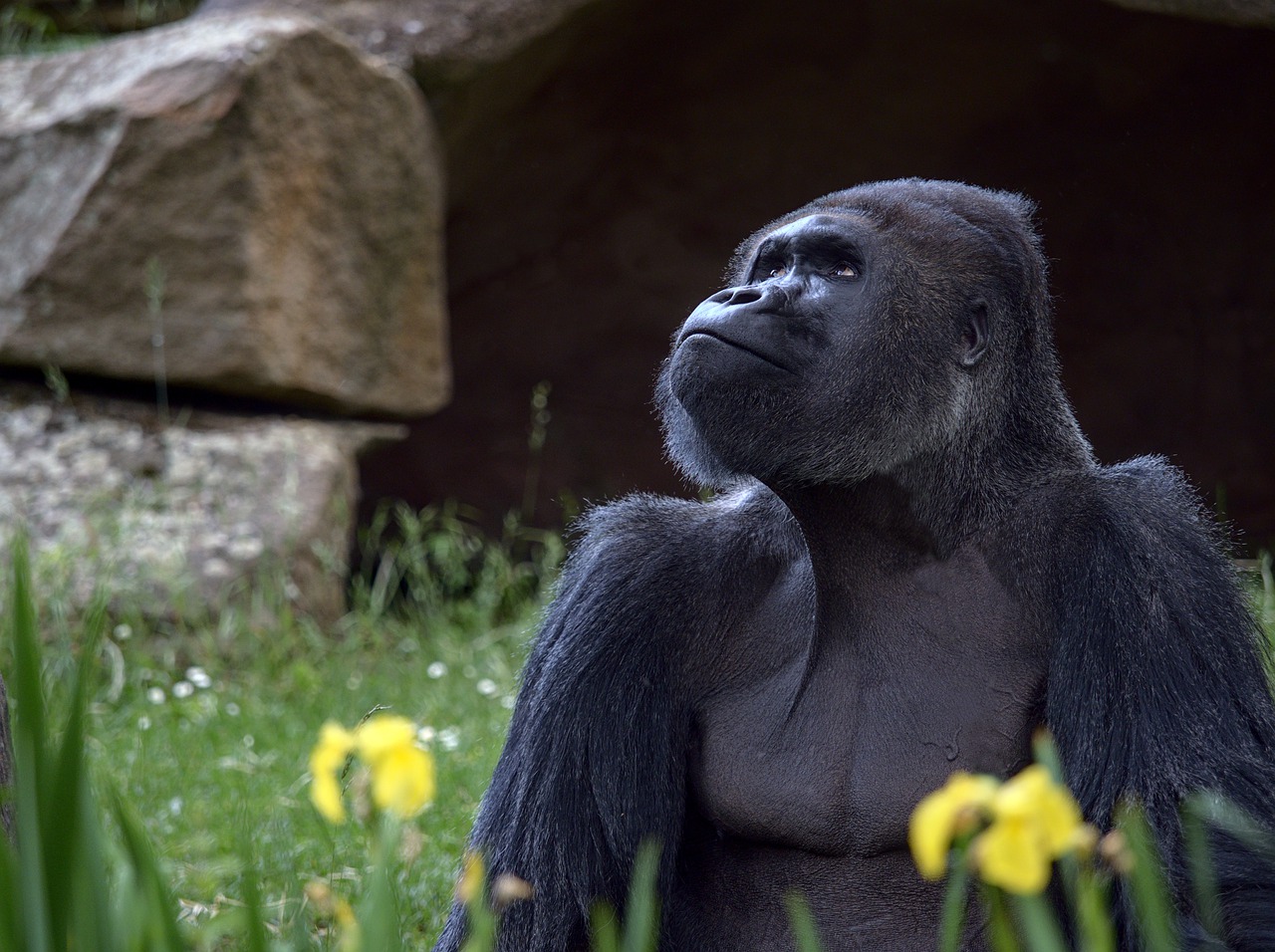 Gorilla Monkey Animal Primate  - ElvisCZ / Pixabay