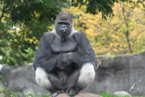 Gorilla Primate Ape Monkey Bokito  - Spykerf1 / Pixabay