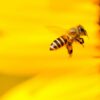black and white honey bee hovering near yellow flower in closeup photography