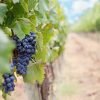 Grapes Wine Grapes Purple Grapes  - JillWellington / Pixabay