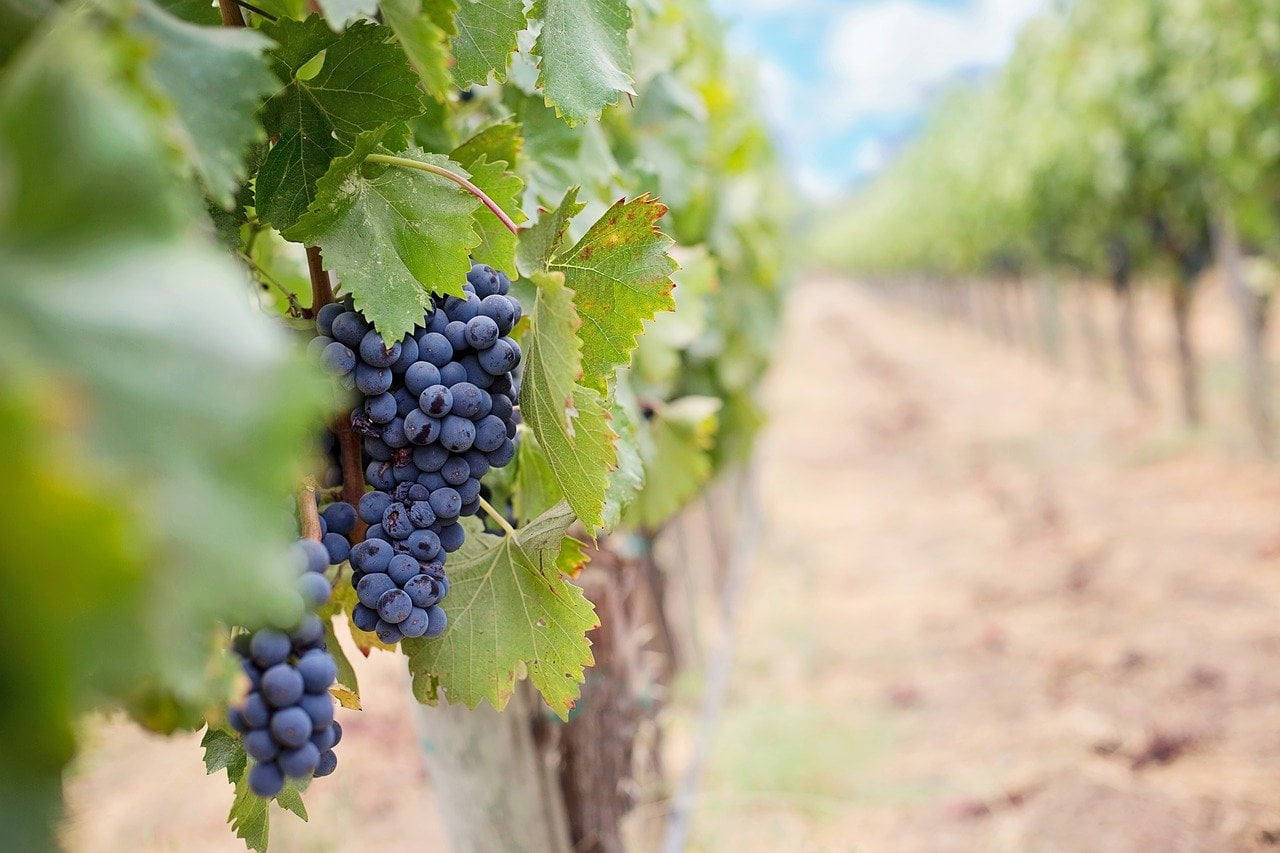 Grapes Wine Grapes Purple Grapes  - JillWellington / Pixabay