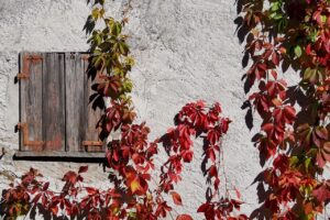 Grapevine Wine Partner Autumn  - suju / Pixabay