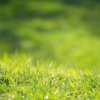 Grass Lawn Meadow Field Green  - MolnarSzabolcsErdely / Pixabay