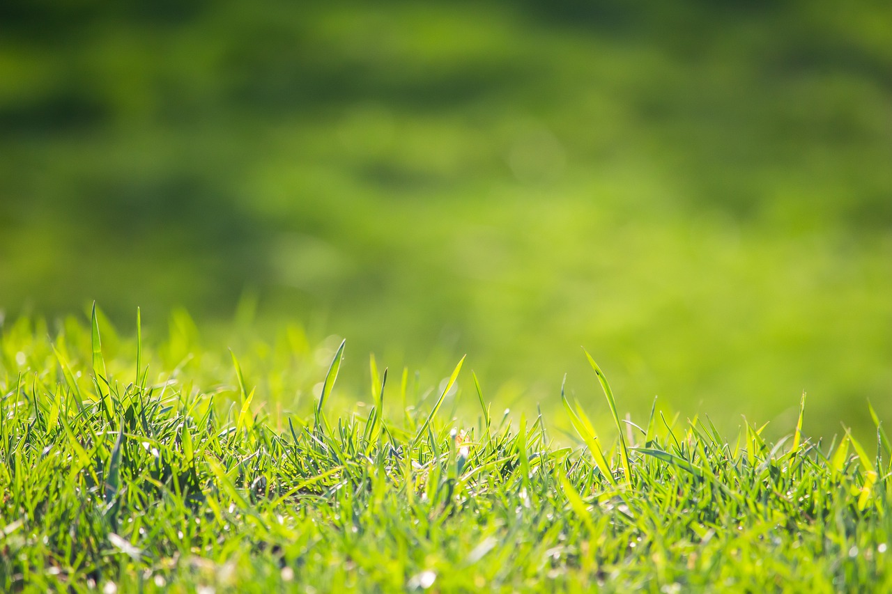 Grass Lawn Meadow Field Green  - MolnarSzabolcsErdely / Pixabay