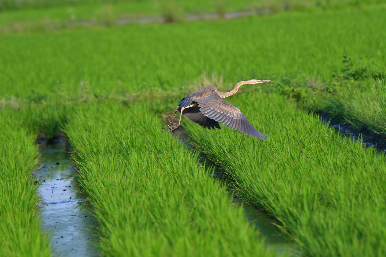 Grass Natural Field Outdoors  - Takashi_Yanagisawa / Pixabay