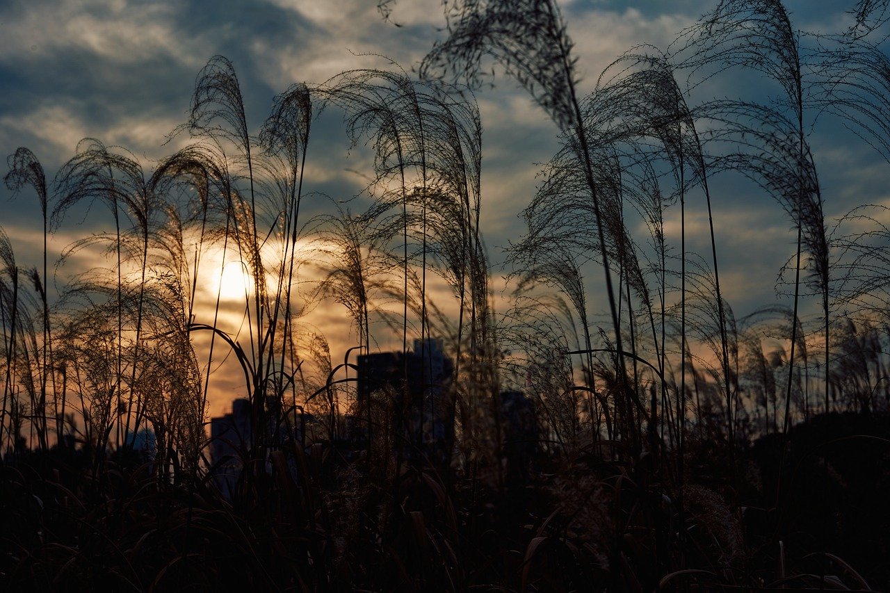 Grass Plants Field Meadow Nature  - makotochocho / Pixabay