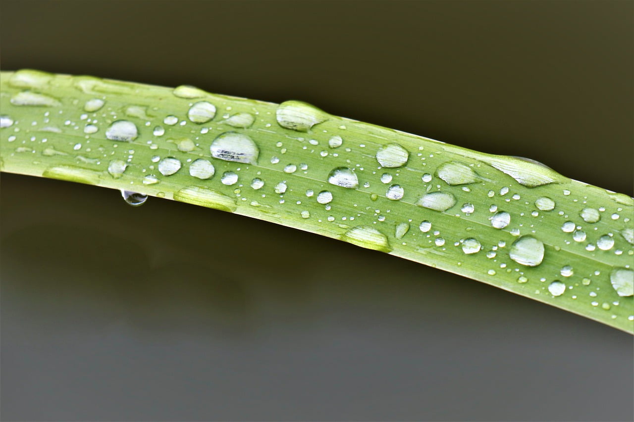 Grass Pond Reeds Green Figure - Mouse23 / Pixabay