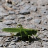 Grasshopper Insect Green Mantodea  - Die_Berlinerin / Pixabay