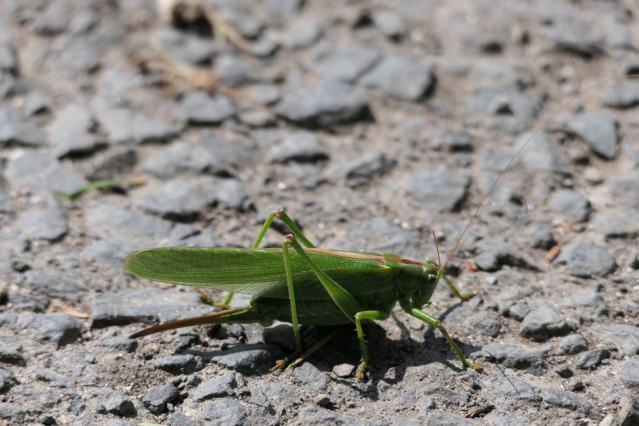 Grasshopper Insect Green Mantodea  - Die_Berlinerin / Pixabay